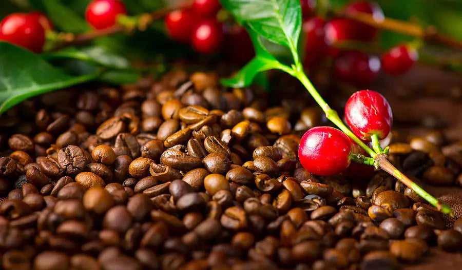 Understanding Arabica Coffee: The Varieties Behind Exceptional Flavor