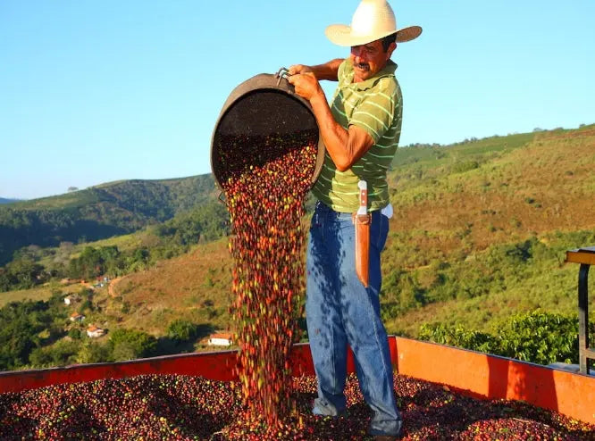 Man pouring coffee berries from a large metal container into a pile with a scenic background