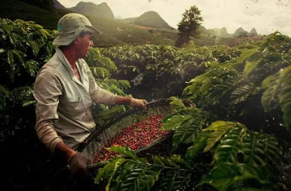Person harvesting coffee beans in a coffee plantation