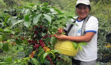 Person holding a basket of coffee cherries in a coffee plantation