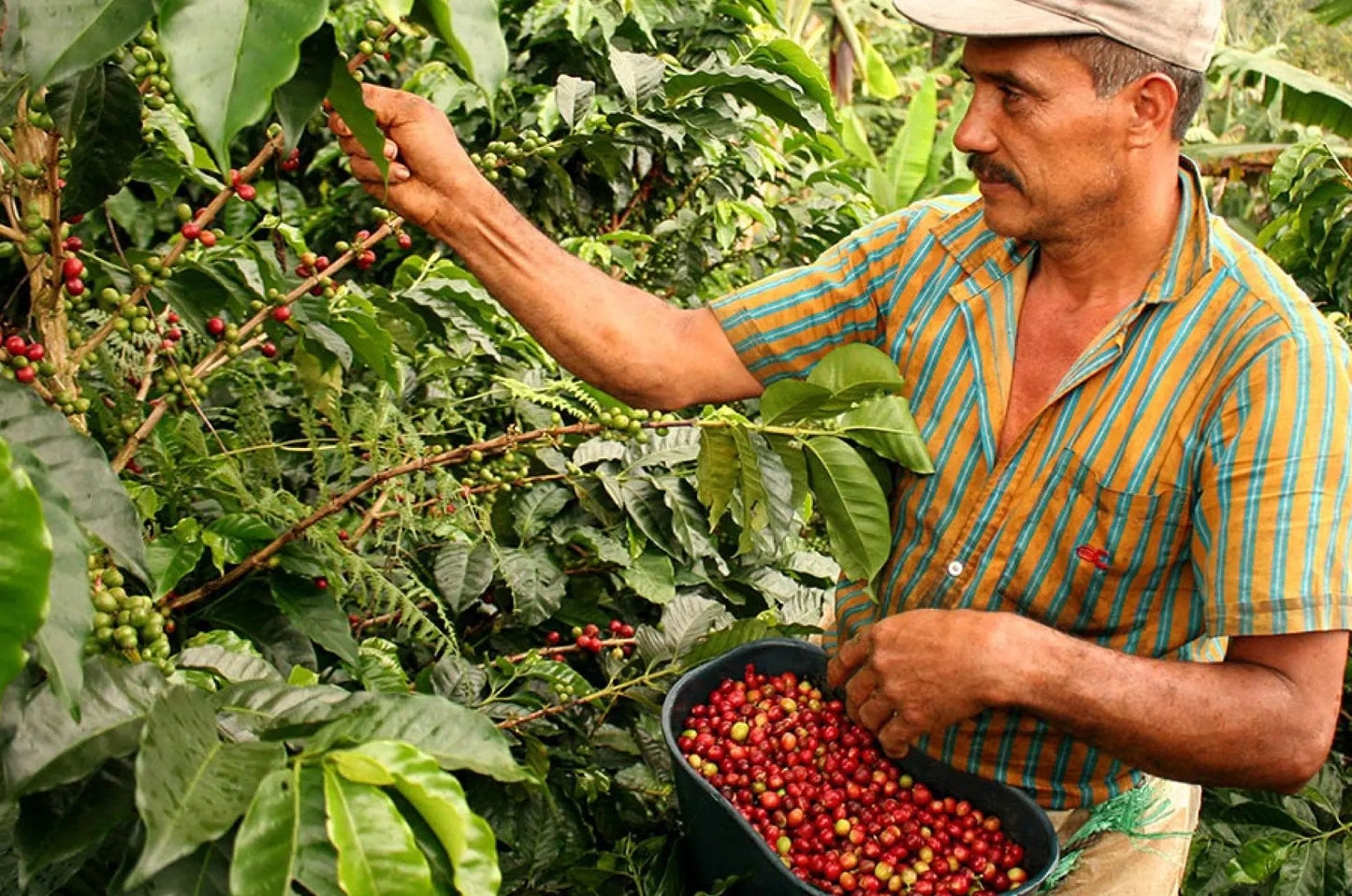 Whiskey Barrel Aged - Guatemala Single Origin Coffee