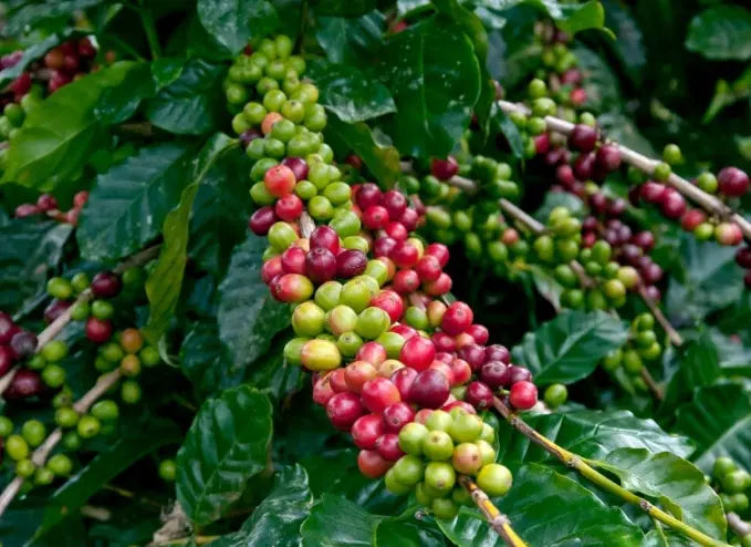 Close-up of coffee berries on a branch with green leaves