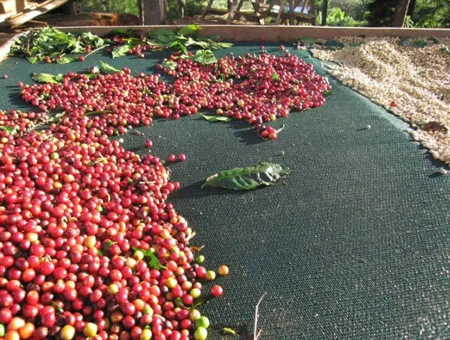 Red coffee cherries spread out on a green tarp outdoors